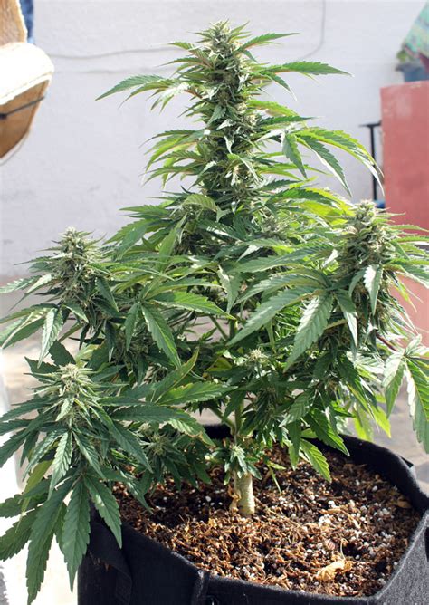Magnum Finally Autoflowering Cannabis Worth Growing Dope Smoker
