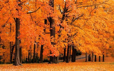 Herfst Natuur Behang Herfstkleuren Herfstbladeren