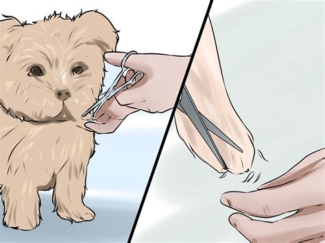 3 Ways to Groom a Morkie Dog - wikiHow