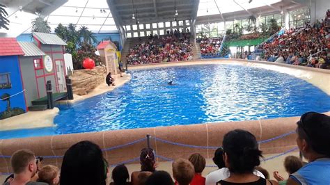Dolphin Show At Brookfield Zoo Youtube