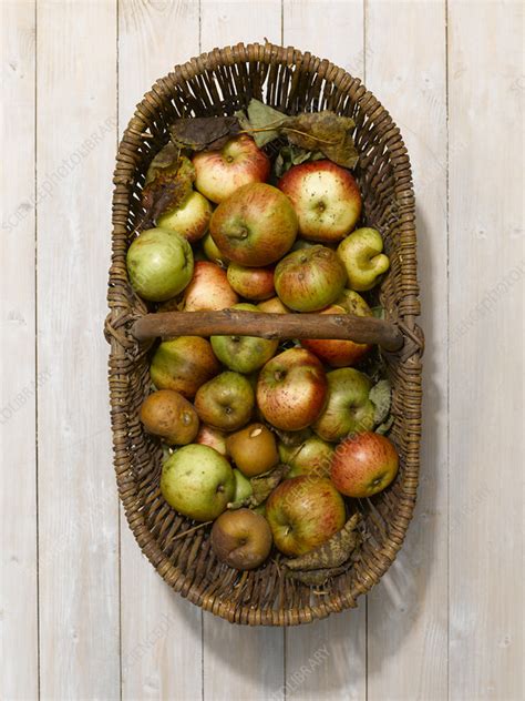 Basket of apples on wooden table - Stock Image - F006/5213 - Science 