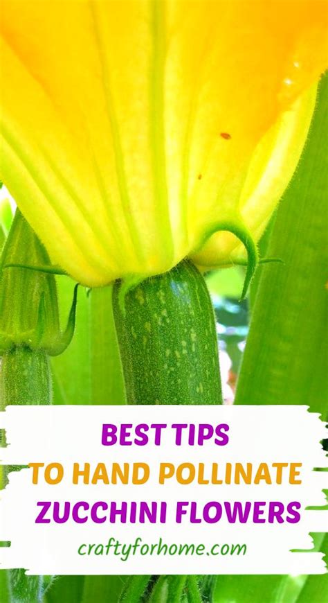 When do zucchini flowers open. How To Hand-Pollinate Zucchini Flowers in 2020 | Zucchini ...