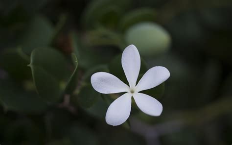 Wallpaper Sunlight Leaves Nature Grass Branch Green Petals