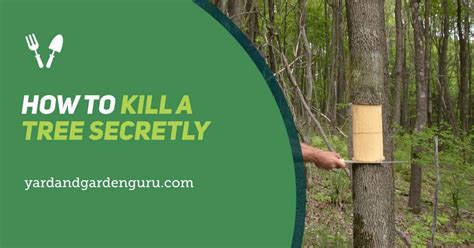 How To Kill A Tree Secretly