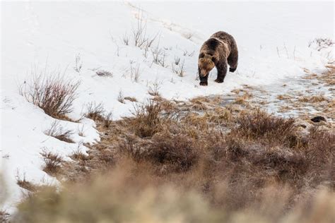 Yellowstones First Bear Sighting Of 2021 Desertusa