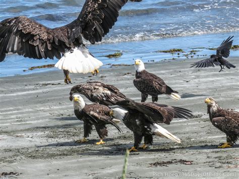 Bald Eagles Gone Wild Haida Gwaii 365 Days Of Birds