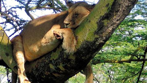 実はライオンも木登りをする その理由は、いろいろ事情あり：朝日新聞globe＋