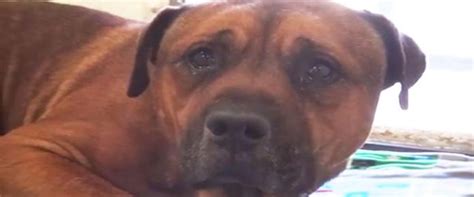 Dog Cant Stop Crying After Realizing Hes Been Abandoned At The Animal