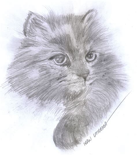 Gato A Lapiz Cat Drawing Drawing Sketches Drawings Drawing Ideas