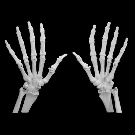 3d Printable Hand Bones By Scan The World Hand Bone 3d Printable