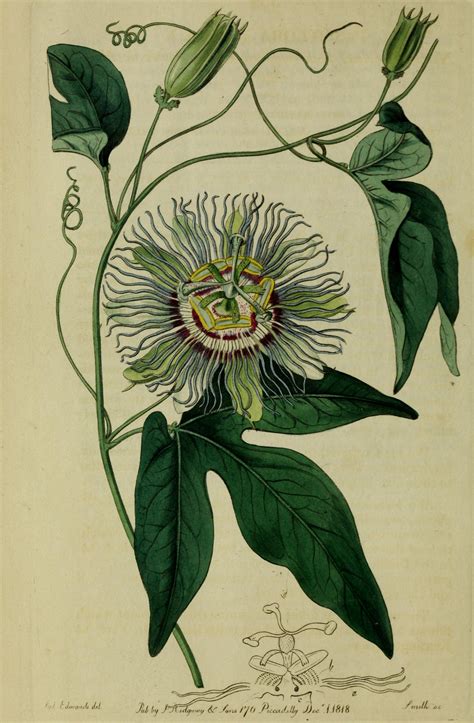 Image Result For Passionfruit Flower Art Botanical Drawings Botanical