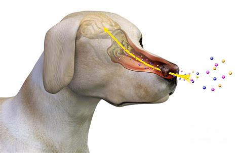 But the truth is, that is. Canine Olfactory System, Artwork Photograph by Claus Lunau