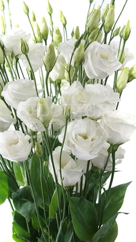Lisianthus D Rosita White August Flowers March Wedding Flowers