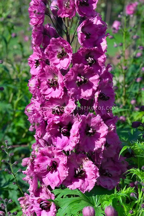 Delphinium Pink Punch Perennial In Flower In Summer Plant And Flower