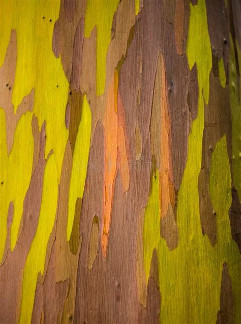 Detail Of Colorful Bark Of Rainbow Eucalyptus Tree Stock Image Image