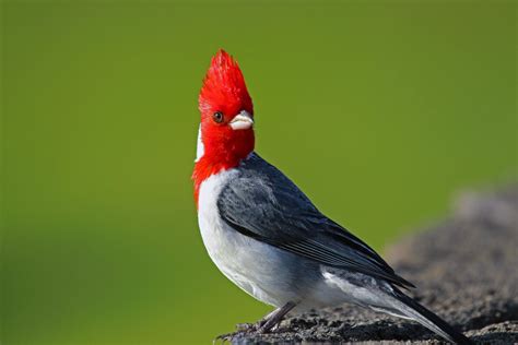 A Red Crested Cardinal Wildlifephotography