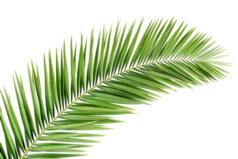 tropical palm leaves png png free download palm tropi