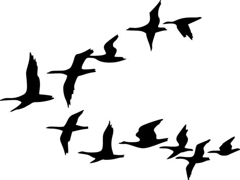 Silhouette Birds Black · Free Vector Graphic On Pixabay