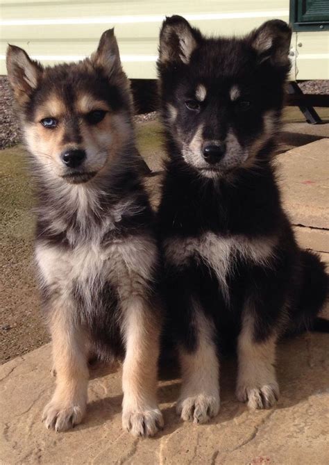 German shepherd husky mix puppies white vs black: 33 best German Shepherd Husky Mix images on Pinterest ...