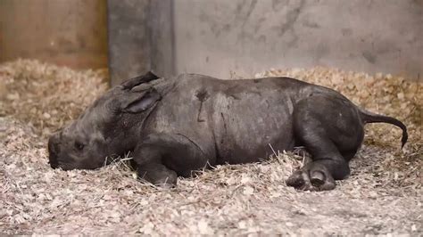 New Baby Rhino Born At North Carolina Zoo Youtube