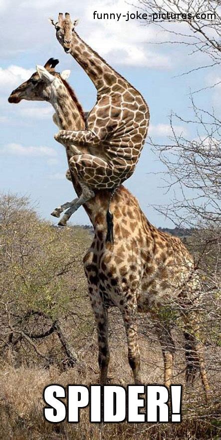 Funny Giraffe Pictures With Captions Keepingup With Thegreen