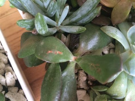 Maybe you would like to learn more about one of these? Succulent brown/white spots