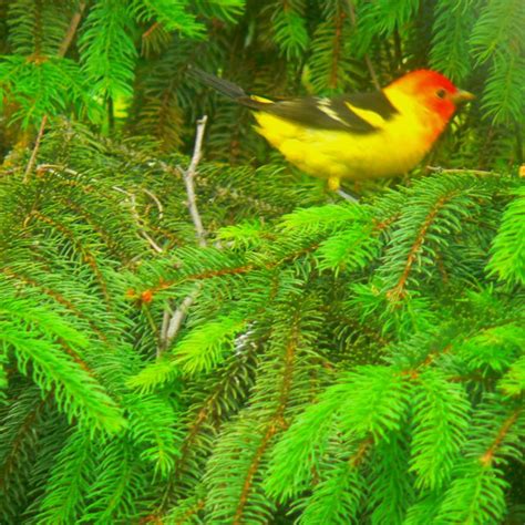Beautiful Bird In Our Backyard Eastern Oregon Eastern Oregon