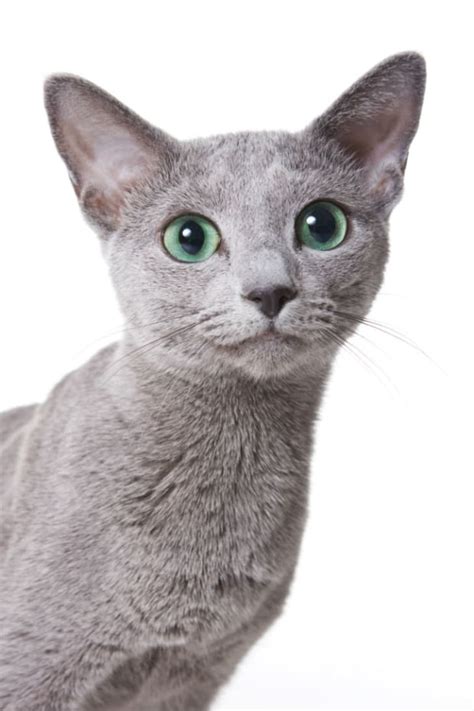 8 Elegant Facts About Russian Blue Cats Mental Floss