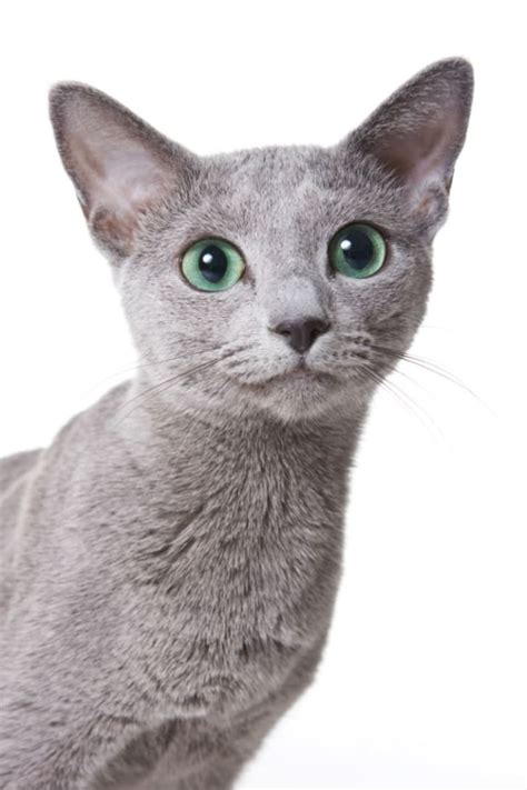 Consider the character of the cat. 8 Elegant Facts About Russian Blue Cats | Mental Floss