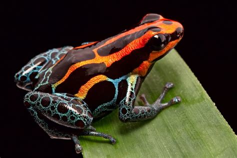 Why Are Some Endangered Amphibians Going Extinct •