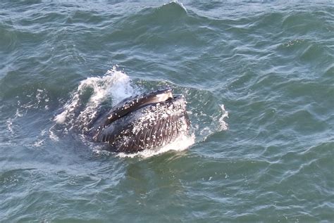 Humpback whales live in all oceans around the world. Humpback Whales Exploring the Bay in Unprecedented Numbers ...