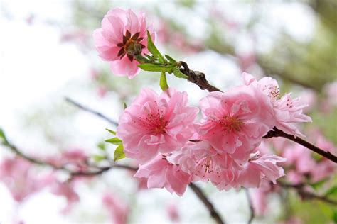Peach Blossom Announces A Flowering Spring Floraqueen
