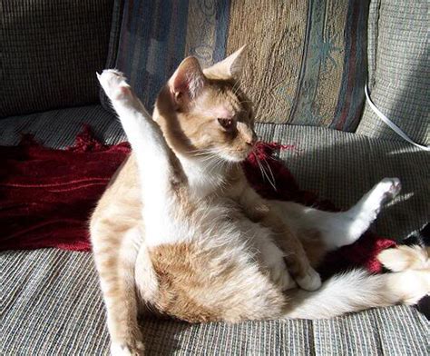 19 Funny Cats That Will Teach You How To Stretch Properly Thecatsite