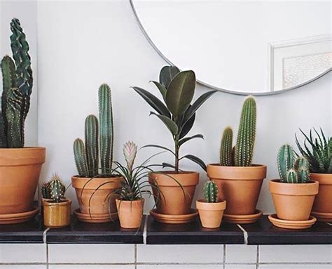 We did not find results for: The 6 Best Plants to Keep In Your Bedroom for Better Sleep ...