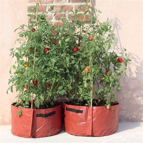 Buy Tomato Patio Planter