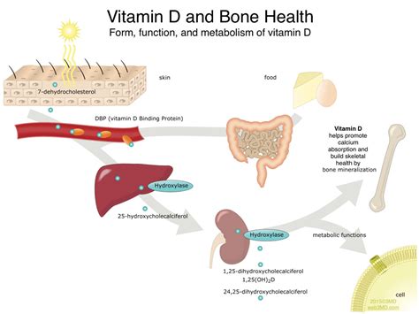 Parathyroid Hormone And Vitamin D Otolaryngology Specialists Of North