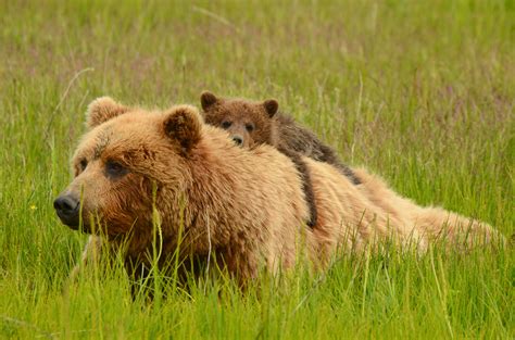 Home On The Range How To Live With Grizzly Bears