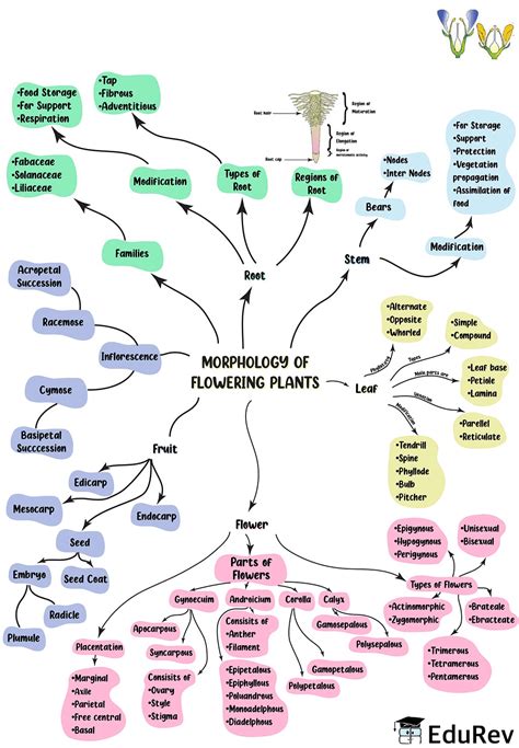 Morphology Of Flowering Plants Class Mind Map For Neet Biology My Xxx