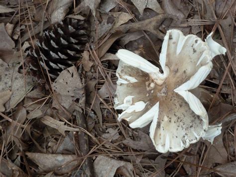 Exploded Mushroom That Looks Like A Flower Flowers