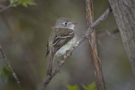 Ruby Crowned Kinglet Female Photograph By Jack R Perry Fine Art America