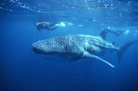 Whale Sharks Are Regular Visitors To Exmouth North West Australia