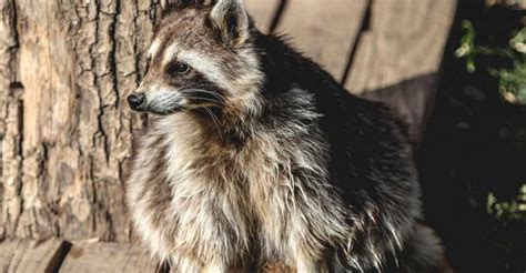 Study Shows Covid Origin Linked To Raccoon Dogs Who Seeks More Data