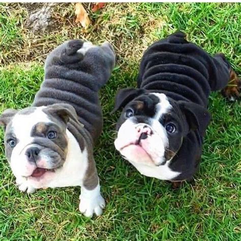 #fat dogs #fat dogs called apollo #bee talks to people #bee requests cute animal stories #rulingthecastleonthehill. Best 25+ Fat puppies ideas on Pinterest | Baby bulldogs ...