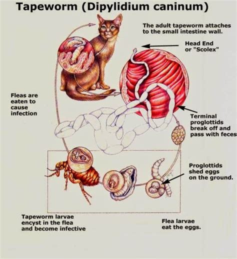 Cat Lucky Intestinal Parasites In Cats Tapeworms And Stomach Worms