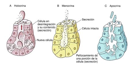 La Histoteca Tejido Epitelial Glandular