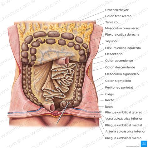 Peritoneo Y Cavidad Peritoneal Anatom A Y Funci N Kenhub