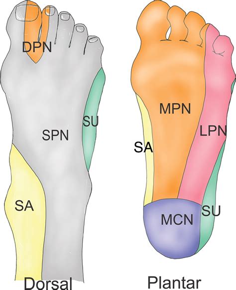 Normal Anatomy And Compression Areas Of Nerves Of The Foot And Ankle Us And Mr Imaging With