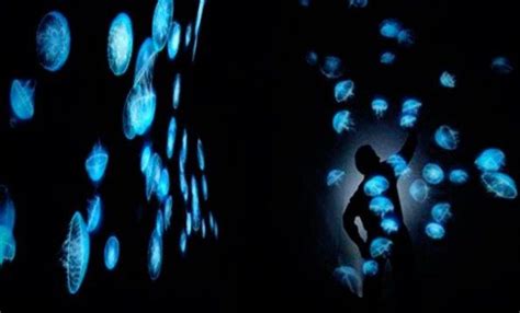 Takahito Matsuos Illuminating Aquatic Fantasies Interactive Art