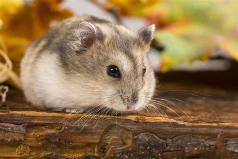 How Big Do Hamsters Get Hamster Spruce