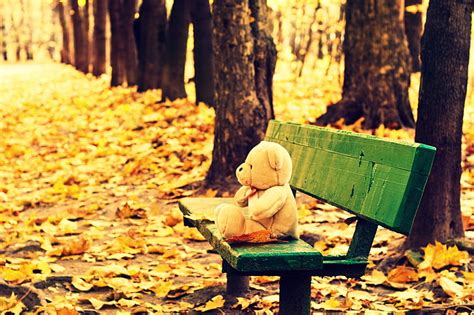 Hd Wallpaper Brown Bear Plush Toy Autumn Leaves Trees Bench